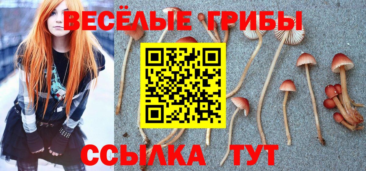 Галлюциногенные грибы Psilocybe  Вход с VPN  Ефремов 